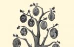 Бесплатная программа генеалогическое древо — Family Tree Builder